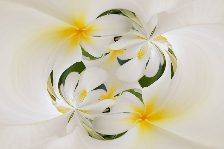 Picture of PLUMERIAS A GENUS OF FLOWERING PLANTS IN THE DOGBANE FAMILY-MAUI-HAWAII