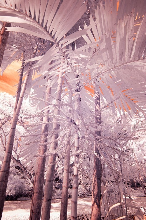 Picture of USA-HAWAII-KAUAI-INFRARED OF PALM TREES OF KAUAI