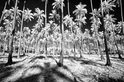 Picture of USA-HAWAII-KAUAI-INFRARED OF PALM TREES OF KAUAI