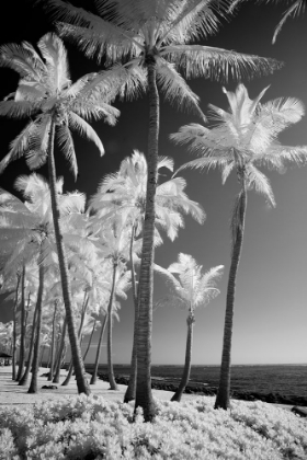 Picture of USA-HAWAII-KAUAI-INFRARED OF PALM TREES OF KAUAI