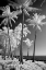 Picture of USA-HAWAII-KAUAI-INFRARED OF PALM TREES OF KAUAI