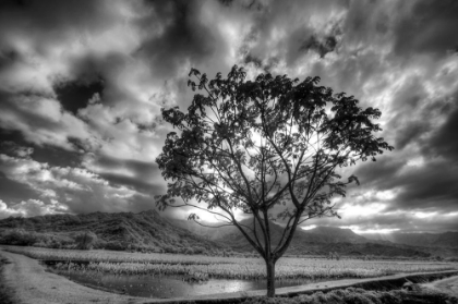 Picture of USA-HAWAII-KAUAI-INFRARED IMAGE OF LONE TREE IN TARO FIELDS