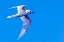 Picture of WHITE TERN IN HAWAIIAN A MANU-O-KU IN FLIGHT-WAIKIKI