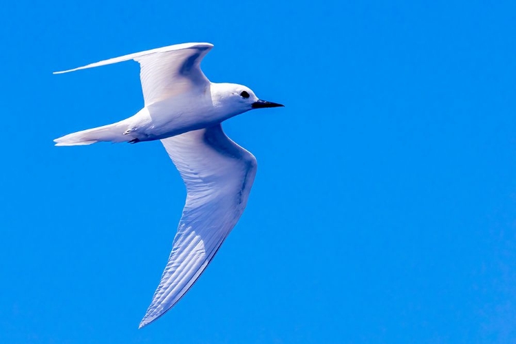 Picture of WHITE TERN IN HAWAIIAN A MANU-O-KU IN FLIGHT-WAIKIKI