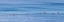 Picture of CANOE CLUB EXERCISING-WAIKIKI-OAHU-HAWAII