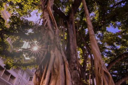 Picture of MAJESTIC OLD BANYAN TREE WITH SUNSTAR-WAIKIKI-OAHU-HAWAII