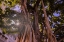 Picture of MAJESTIC OLD BANYAN TREE WITH SUNSTAR-WAIKIKI-OAHU-HAWAII