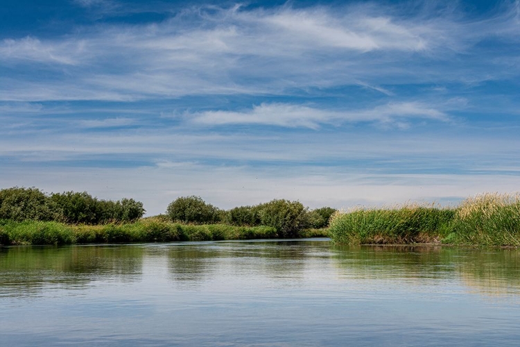 Picture of USA-IDAHO-TETON RIVER-WILLOWS AND WETLAND NEAR DRIGGS