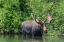 Picture of USA-IDAHO-BULL MOOSE IN TETON RIVER