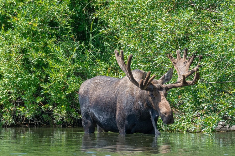 Picture of USA-IDAHO-BULL MOOSE IN TETON RIVER