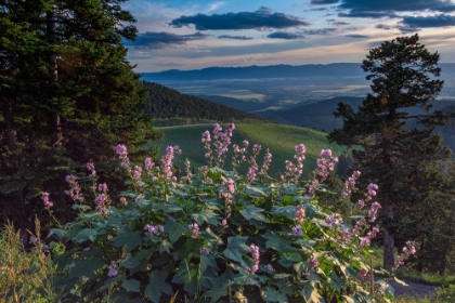 Picture of USA-IDAHO-MOUNTAIN GLOBEMALLOW AND VIEW OF TETON VALLEY