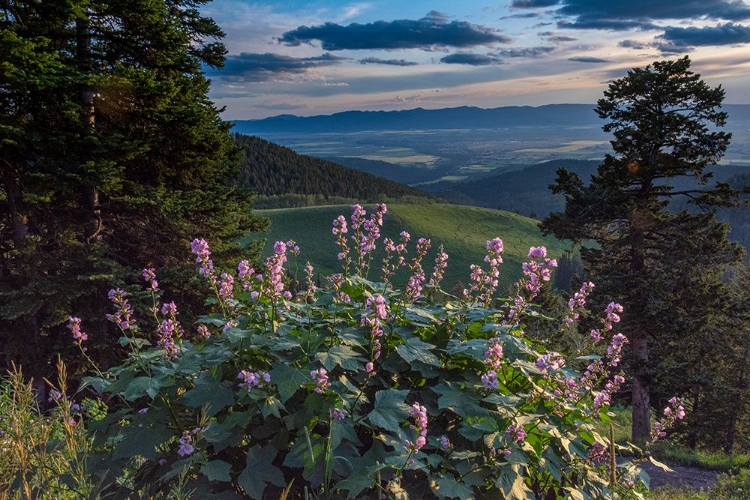 Picture of USA-IDAHO-MOUNTAIN GLOBEMALLOW AND VIEW OF TETON VALLEY