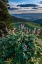 Picture of USA-IDAHO-MOUNTAIN GLOBEMALLOW AND VIEW OF TETON VALLEY
