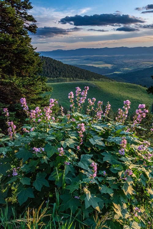 Picture of USA-IDAHO-MOUNTAIN GLOBEMALLOW AND VIEW OF TETON VALLEY