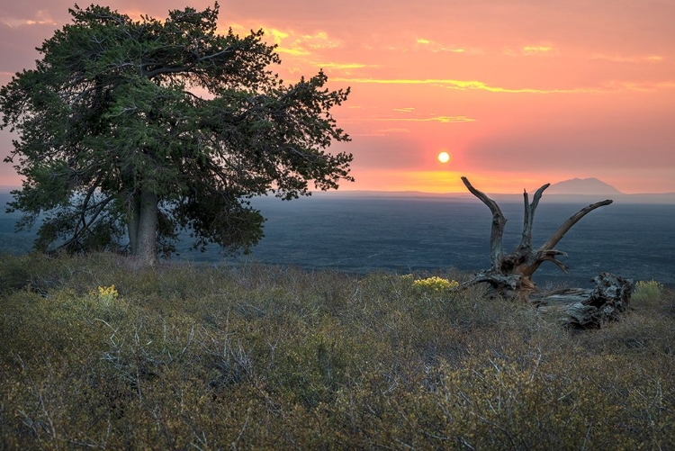 Picture of USA-IDAHO-CRATERS OF THE MOON NATIONAL MONUMENT AND RESERVE LIMBER PINE