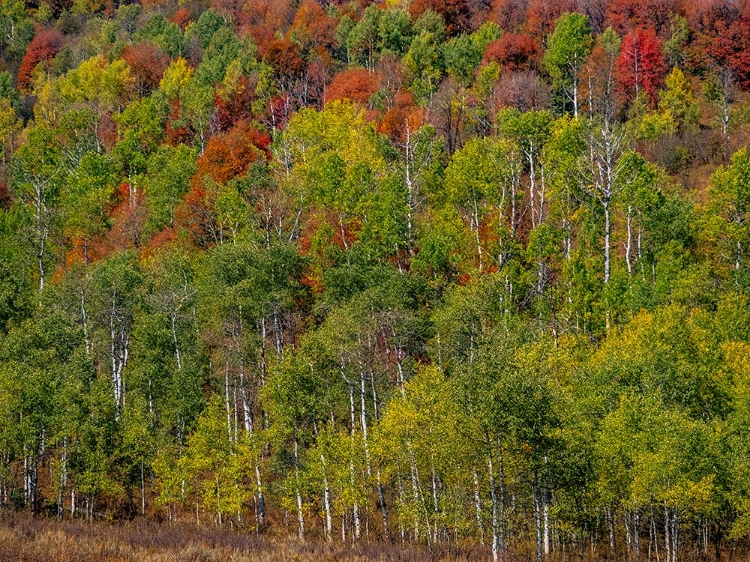 Picture of USA-IDAHO-HIGHWAY 36 WEST OF LIBERTY AND HILLSIDES COVERED WITH CANYON MAPLE AND ASPENS IN AUTUMN