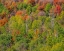 Picture of USA-IDAHO-HIGHWAY 36 WEST OF LIBERTY AND HILLSIDES COVERED WITH CANYON MAPLE AND ASPENS IN AUTUMN