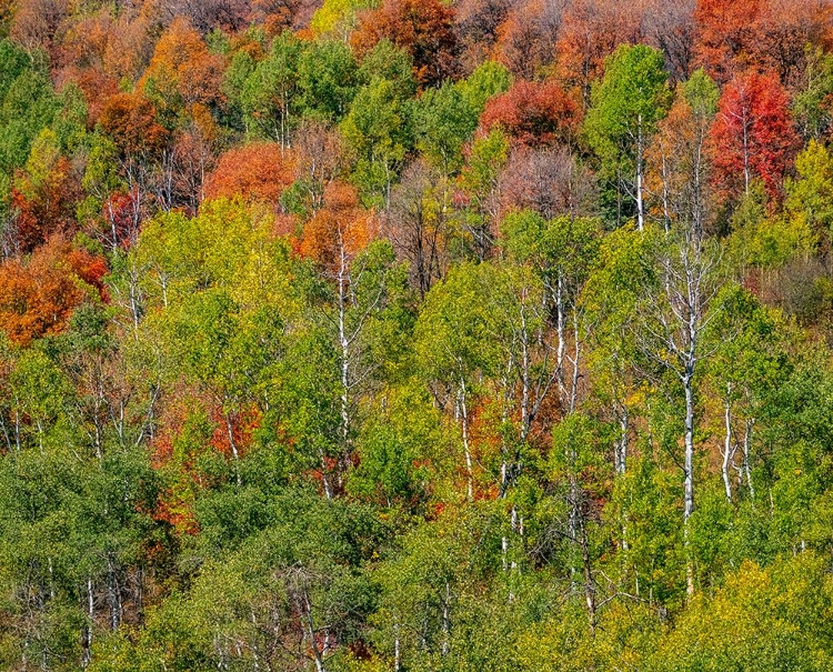 Picture of USA-IDAHO-HIGHWAY 36 WEST OF LIBERTY AND HILLSIDES COVERED WITH CANYON MAPLE AND ASPENS IN AUTUMN