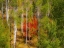 Picture of USA-IDAHO-HIGHWAY 36 WEST OF LIBERTY AND HILLSIDES COVERED WITH CANYON MAPLE AND ASPENS IN AUTUMN