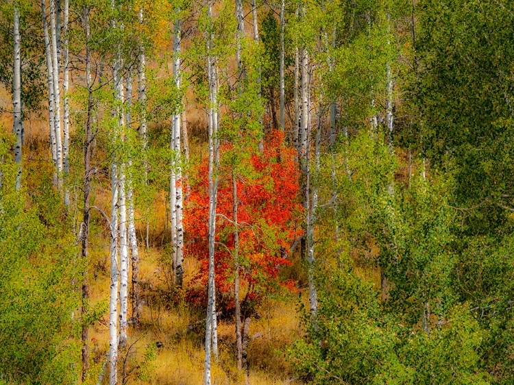 Picture of USA-IDAHO-HIGHWAY 36 WEST OF LIBERTY AND HILLSIDES COVERED WITH CANYON MAPLE AND ASPENS IN AUTUMN