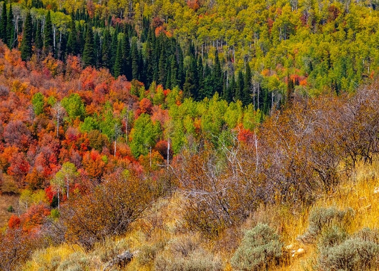 Picture of USA-IDAHO-HIGHWAY 36 WEST OF LIBERTY AND HILLSIDES COVERED WITH CANYON MAPLE AND ASPENS IN AUTUMN