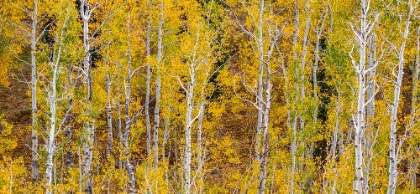 Picture of USA-IDAHO-HIGHWAY 36 WEST OF LIBERTY AND HILLSIDES COVERED WITH ASPENS IN AUTUMN PANORAMA