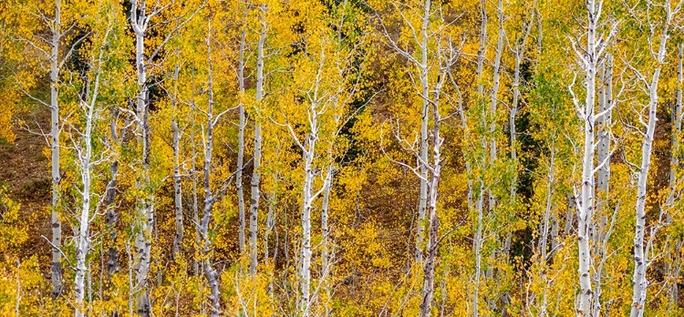 Picture of USA-IDAHO-HIGHWAY 36 WEST OF LIBERTY AND HILLSIDES COVERED WITH ASPENS IN AUTUMN PANORAMA