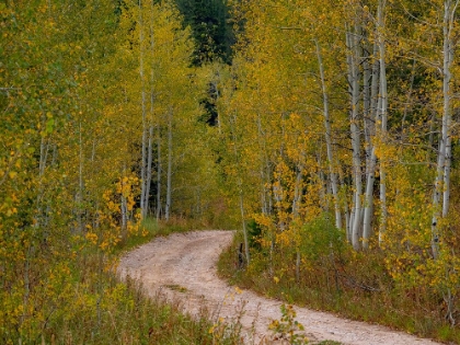 Picture of USA-IDAHO-HIGHWAY 36 WEST OF LIBERTY DIRT ROAD AND ASPENS IN AUTUMN