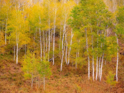 Picture of USA-IDAHO-HIGHWAY 36 WEST OF LIBERTY AND HILLSIDES COVERED WITH ASPENS IN AUTUMN