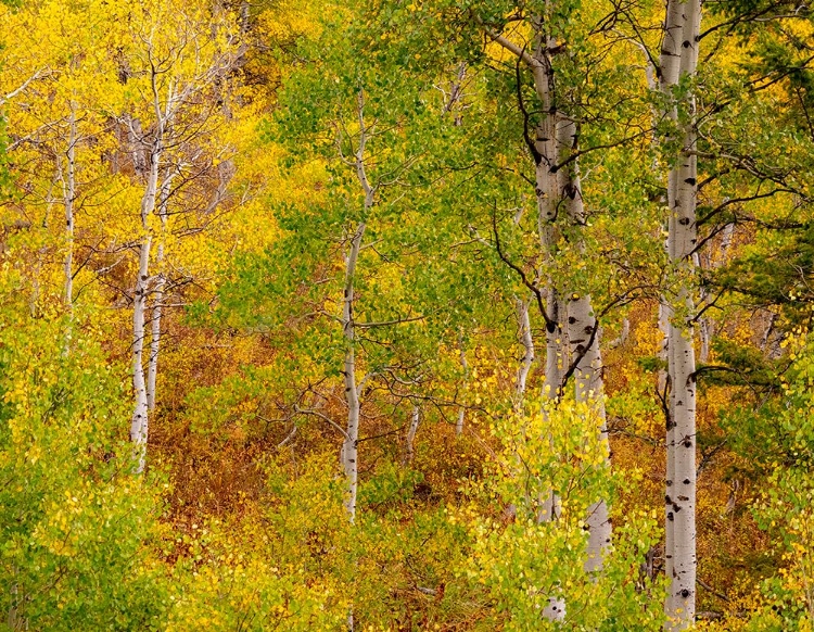 Picture of USA-IDAHO-HIGHWAY 36 WEST OF LIBERTY AND HILLSIDES COVERED WITH ASPENS IN AUTUMN