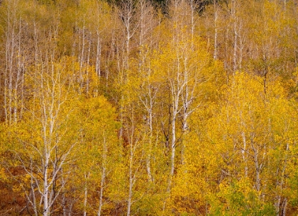 Picture of USA-IDAHO-HIGHWAY 36 WEST OF LIBERTY AND HILLSIDES COVERED WITH ASPENS IN AUTUMN