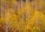 Picture of USA-IDAHO-HIGHWAY 36 WEST OF LIBERTY AND HILLSIDES COVERED WITH ASPENS IN AUTUMN