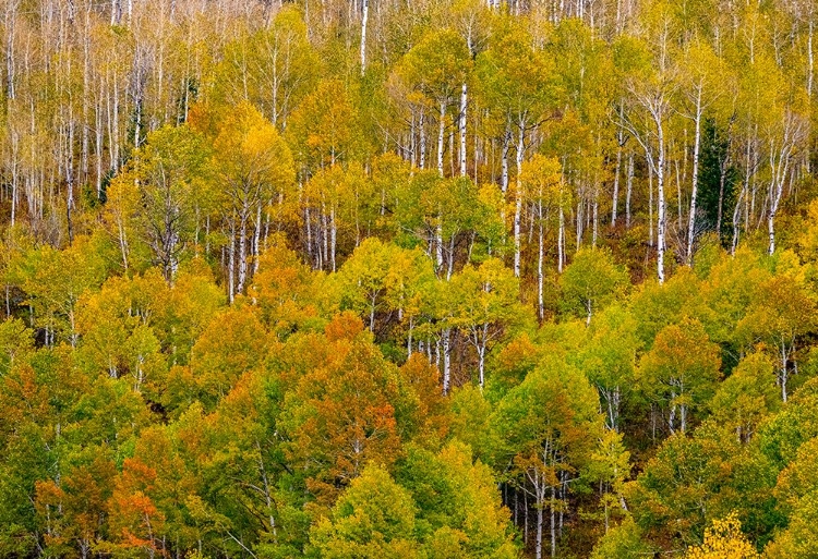 Picture of USA-IDAHO-HIGHWAY 36 WEST OF LIBERTY AND HILLSIDES COVERED WITH ASPENS IN AUTUMN