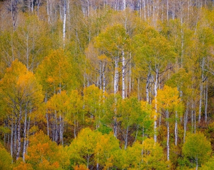 Picture of USA-IDAHO-HIGHWAY 36 WEST OF LIBERTY AND HILLSIDES COVERED WITH ASPENS IN AUTUMN