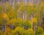 Picture of USA-IDAHO-HIGHWAY 36 WEST OF LIBERTY AND HILLSIDES COVERED WITH ASPENS IN AUTUMN