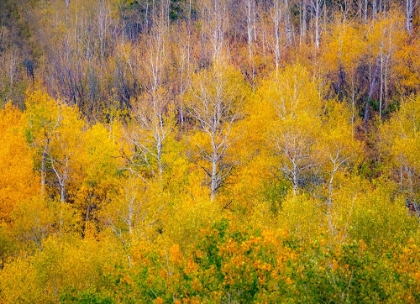 Picture of USA-IDAHO-HIGHWAY 36 WEST OF LIBERTY AND HILLSIDES COVERED WITH ASPENS IN AUTUMN