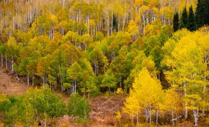 Picture of USA-IDAHO-HIGHWAY 36 WEST OF LIBERTY AND HILLSIDES COVERED WITH ASPENS IN AUTUMN
