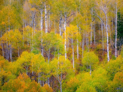 Picture of USA-IDAHO-HIGHWAY 36 WEST OF LIBERTY AND HILLSIDES COVERED WITH ASPENS IN AUTUMN