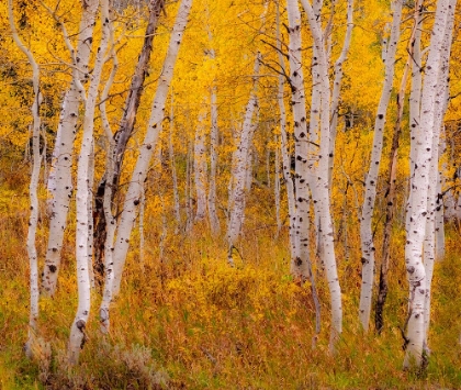 Picture of USA-IDAHO-HIGHWAY 36 WEST OF LIBERTY AND HILLSIDES COVERED WITH ASPENS IN AUTUMN