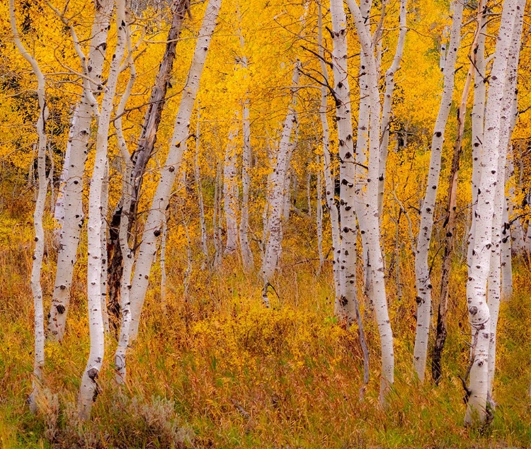 Picture of USA-IDAHO-HIGHWAY 36 WEST OF LIBERTY AND HILLSIDES COVERED WITH ASPENS IN AUTUMN