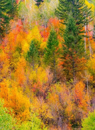 Picture of USA-IDAHO-HIGHWAY 36 WEST OF LIBERTY AND HILLSIDES COVERED WITH CANYON MAPLE AND ASPENS IN AUTUMN