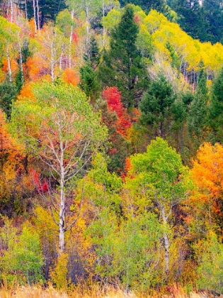 Picture of USA-IDAHO-HIGHWAY 36 WEST OF LIBERTY AND HILLSIDES COVERED WITH CANYON MAPLE AND ASPENS IN AUTUMN