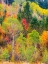 Picture of USA-IDAHO-HIGHWAY 36 WEST OF LIBERTY AND HILLSIDES COVERED WITH CANYON MAPLE AND ASPENS IN AUTUMN