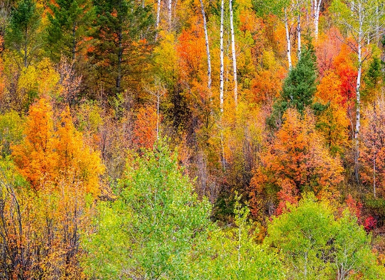 Picture of USA-IDAHO-HIGHWAY 36 WEST OF LIBERTY AND HILLSIDES COVERED WITH CANYON MAPLE AND ASPENS IN AUTUMN