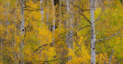 Picture of USA-IDAHO-HIGHWAY 36 WEST OF LIBERTY AND HILLSIDES COVERED WITH ASPENS IN AUTUMN