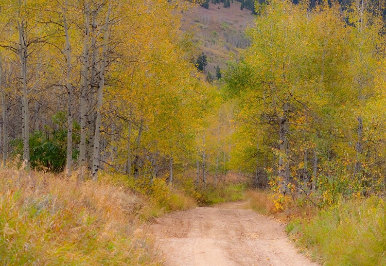 Picture of USA-IDAHO-HIGHWAY 36 WEST OF LIBERTY DIRT ROAD AND ASPENS IN AUTUMN