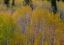 Picture of USA-IDAHO-HIGHWAY 36 WEST OF LIBERTY AND HILLSIDES COVERED WITH ASPENS IN AUTUMN