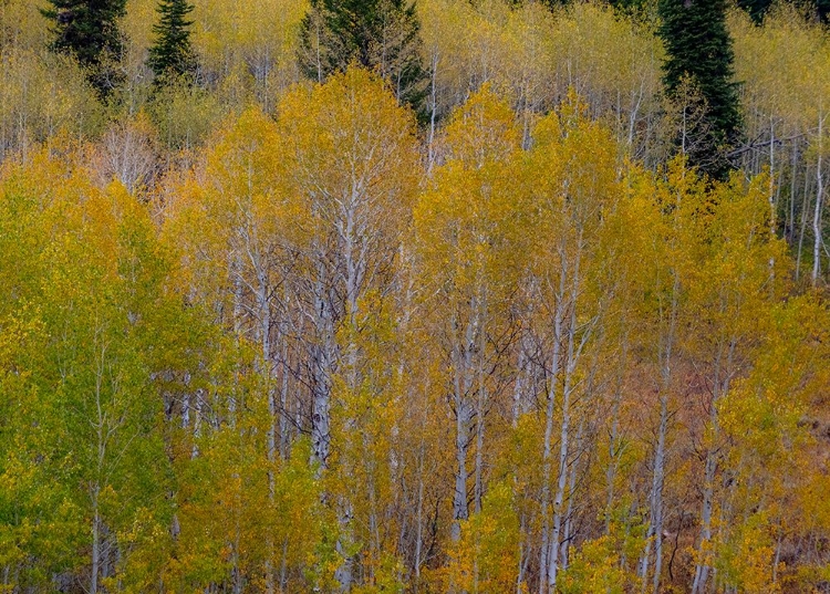 Picture of USA-IDAHO-HIGHWAY 36 WEST OF LIBERTY AND HILLSIDES COVERED WITH ASPENS IN AUTUMN