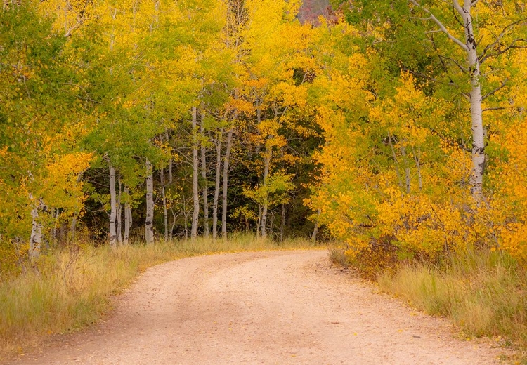 Picture of USA-IDAHO-HIGHWAY 36 WEST OF LIBERTY DIRT ROAD AND ASPENS IN AUTUMN