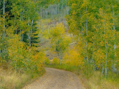 Picture of USA-IDAHO-HIGHWAY 36 WEST OF LIBERTY DIRT ROAD AND ASPENS IN AUTUMN